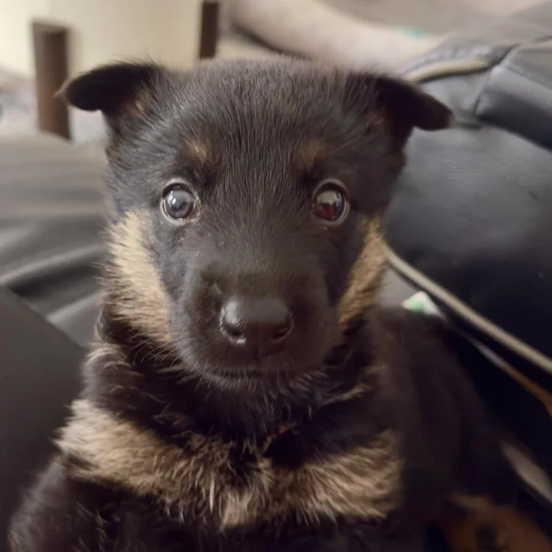 A baby small-sized female German Shepherd Dog dog named Lala La Flora for adoption in Los Angeles, CA