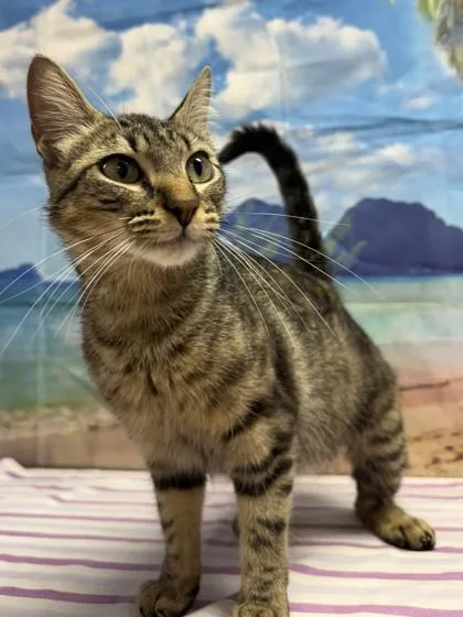 An adult medium-sized female Domestic Short Hair cat named Brownie for adoption in San Antonio, TX
