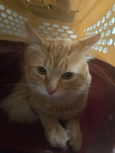 Chico