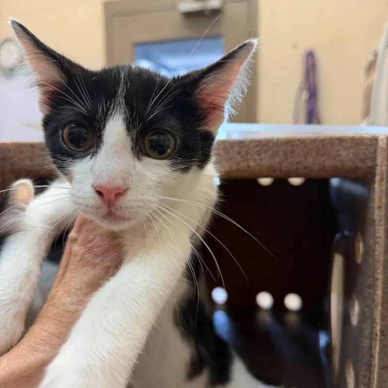 A baby small-sized male Black Domestic Short Hair cat named Jojo for adoption in Birmingham, AL