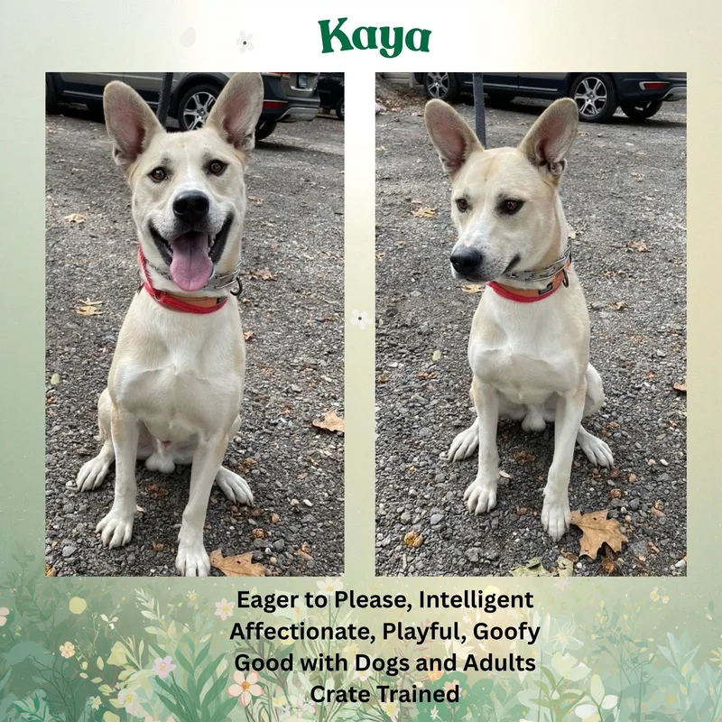 Kaya