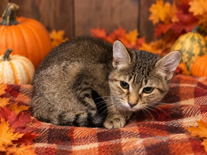 A baby small-sized male Domestic Short Hair cat named Donut for adoption in Clinton Township, MI