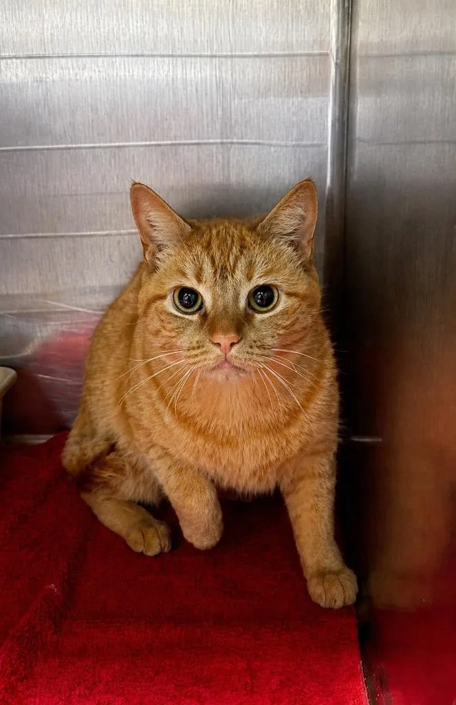 An adult large-sized female Domestic Short Hair cat named Bijou for adoption in Columbia, TN