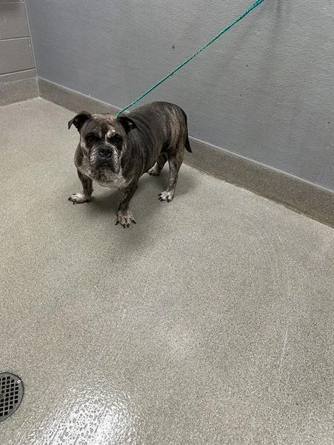 A young medium-sized female Pit Bull Terrier dog named Cookie for adoption in Las Vegas, NV