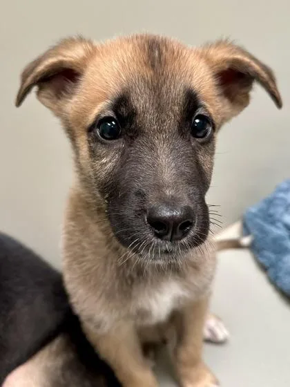 A baby large-sized male Yellow / Tan / Blond / Fawn Mixed Breed dog named Donnie for adoption in Wichita, KS