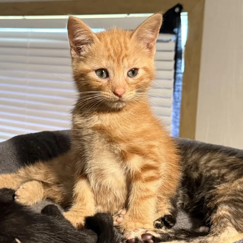 A baby small-sized male Orange / Red Domestic Short Hair cat named Julius for adoption in Fayetteville, GA