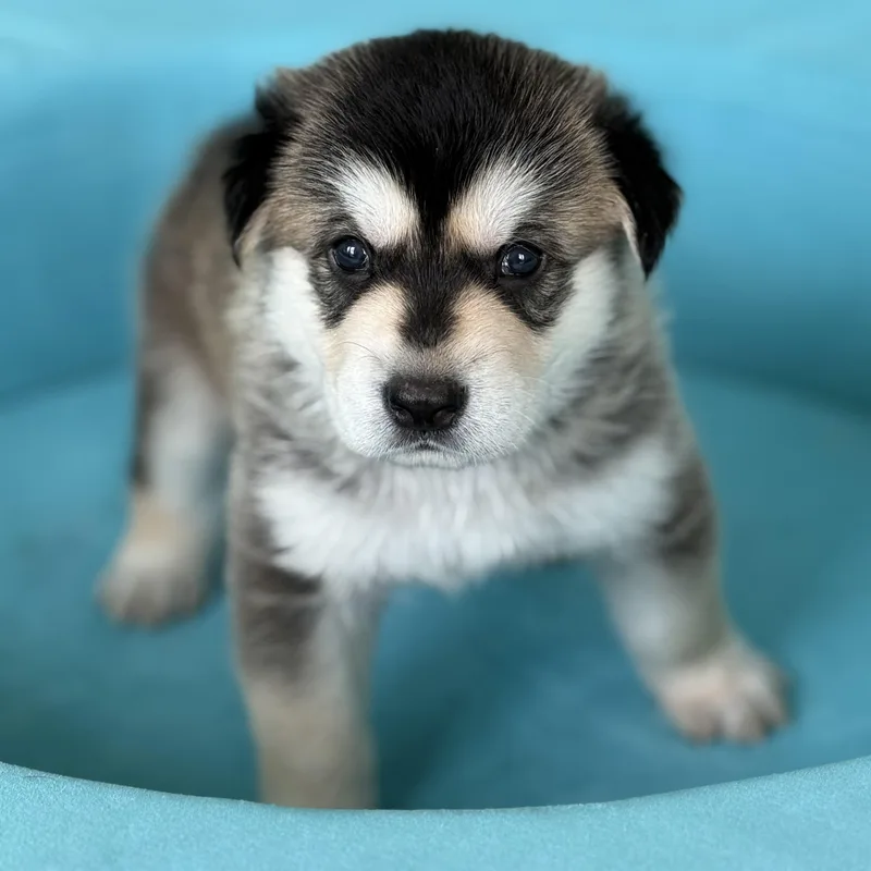 A baby large-sized male Anatolian Shepherd dog named SAFFRONLocal for adoption in Warwick, RI