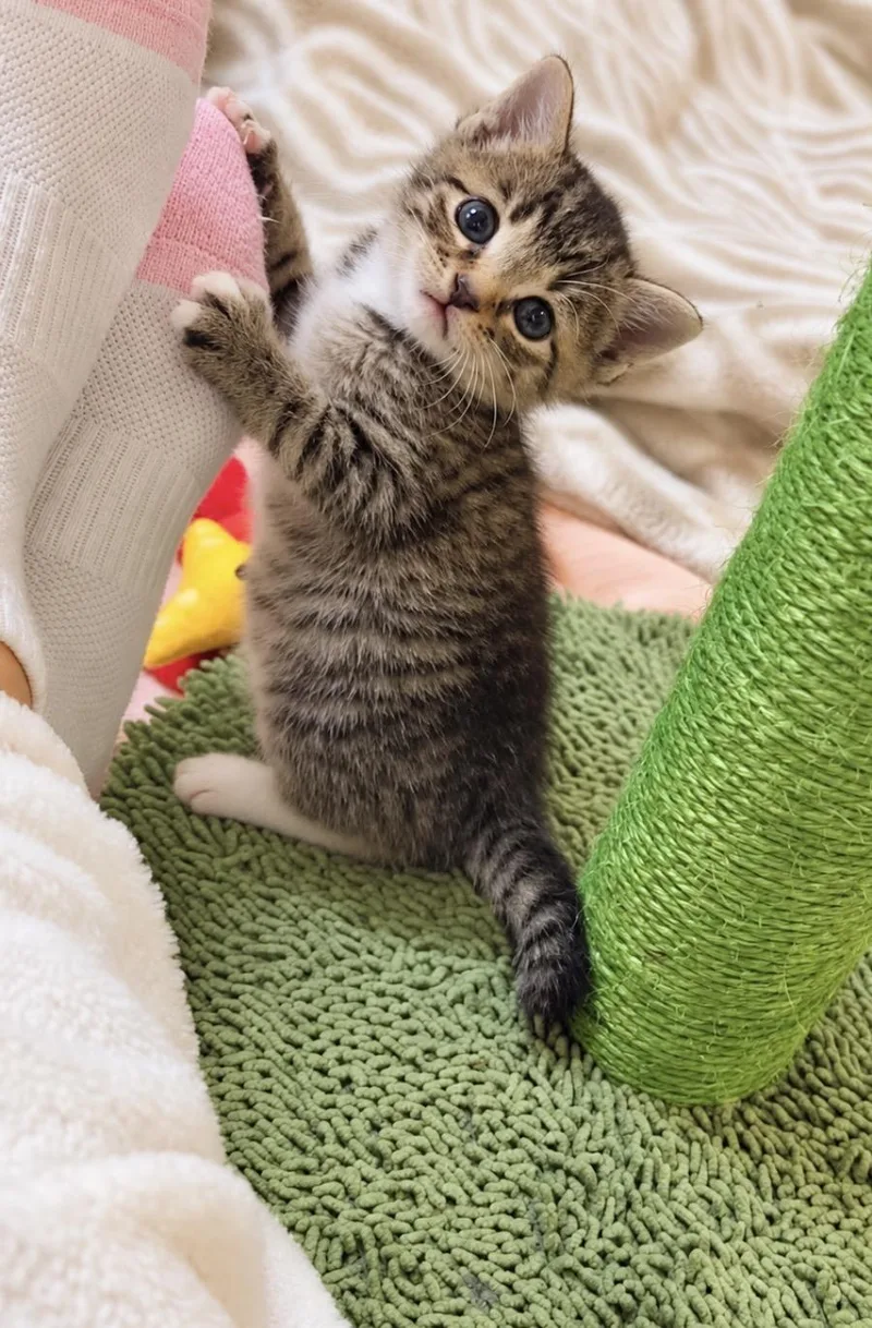 A baby medium-sized female Tabby cat named Tabitha for adoption in Blanch, NC