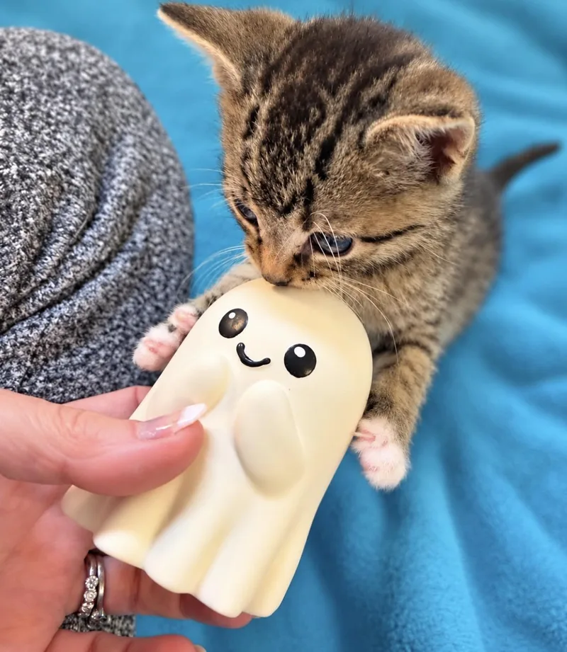 Tabitha thumbnail 7