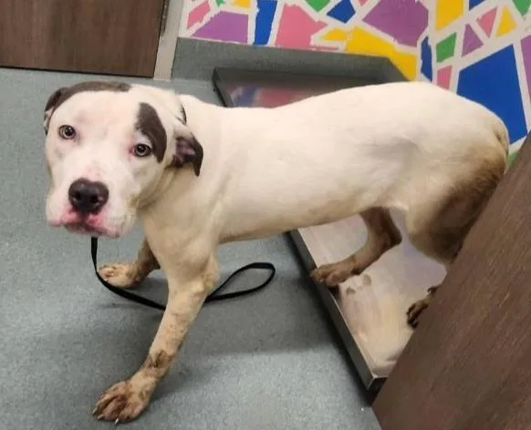 A young medium-sized female Pit Bull Terrier dog named Breezy for adoption in Baytown, TX