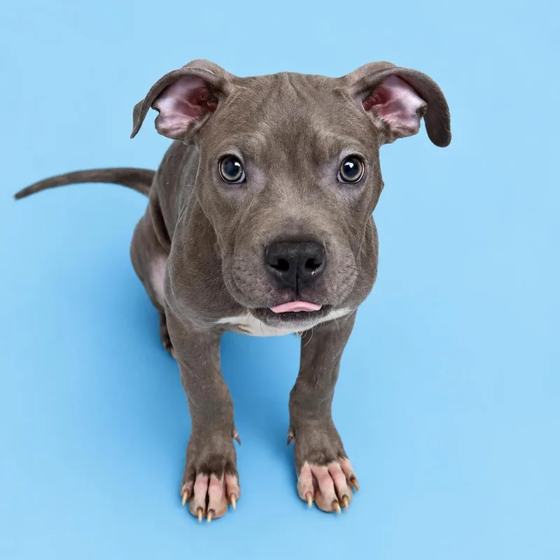 A young small-sized male Brown / Chocolate Mixed Breed dog named Silas for adoption in Rockville, MD
