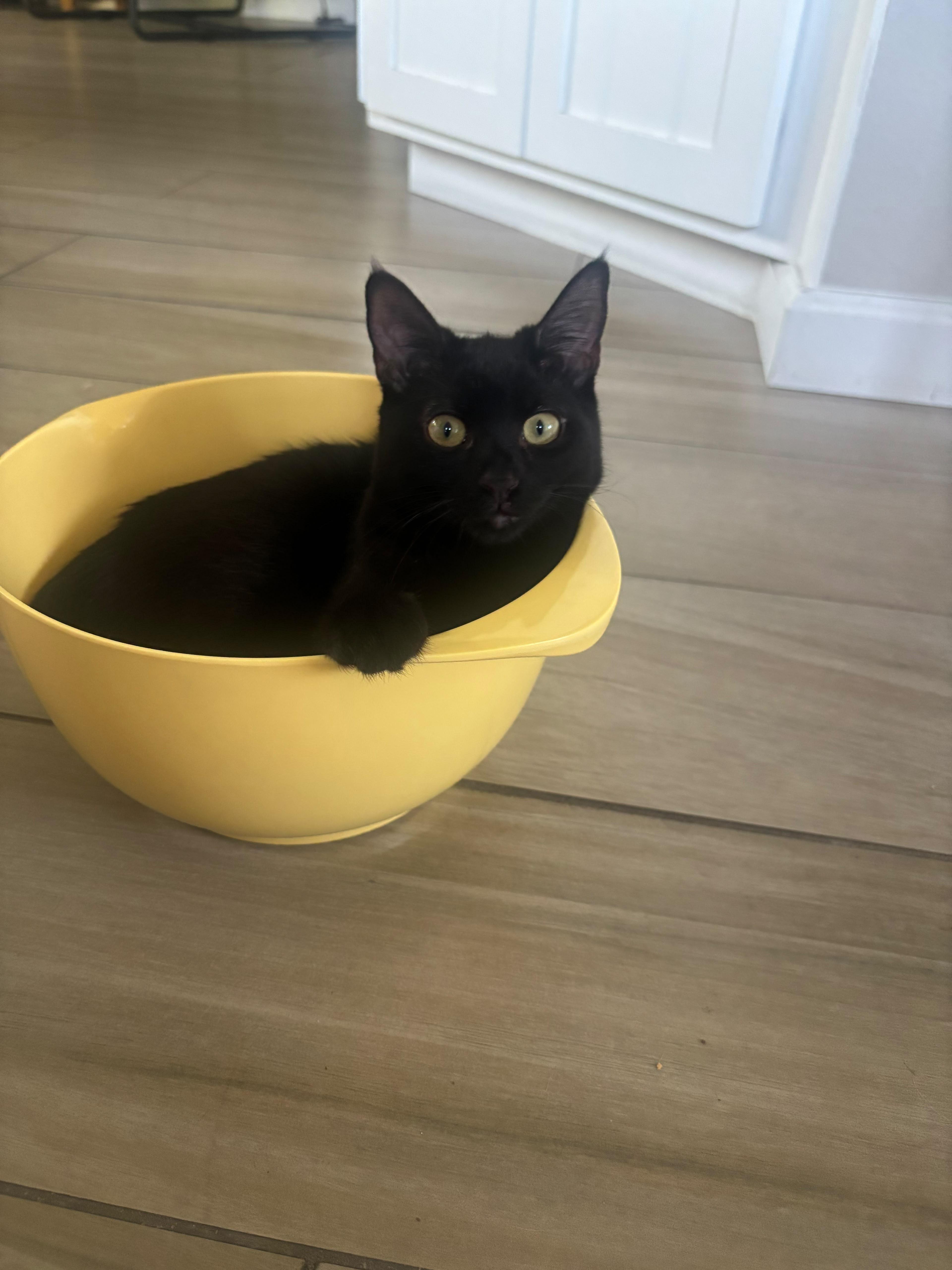 A young small-sized female Black Domestic Short Hair cat named Rockies for adoption in San Juan Capistrano, CA