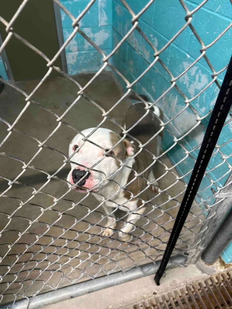 An adult large-sized male Pit Bull Terrier dog named Lenny for adoption in Glen Rose, TX