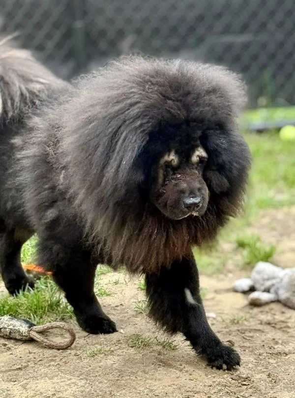An adult medium-sized male Chow Chow dog named Rocky for adoption in Millersville, MD