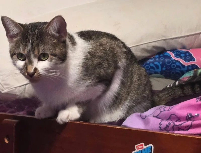An adult medium-sized female Tabby cat named Dart for adoption in Island Lake, IL