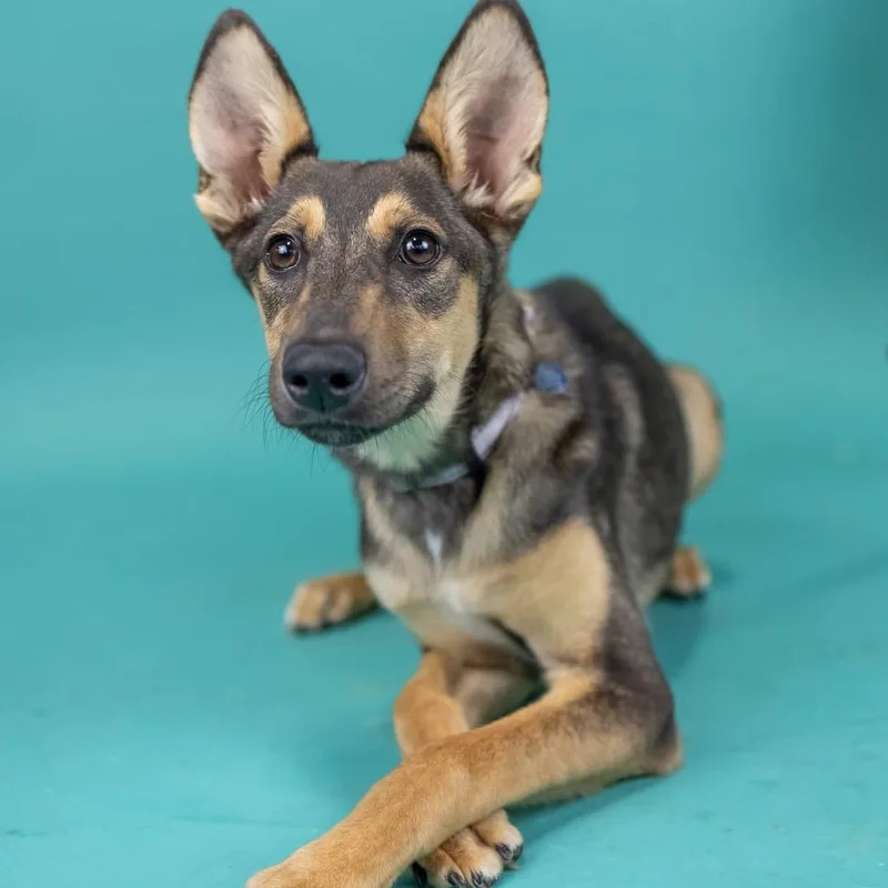 A young medium-sized female Brown / Chocolate Mixed Breed dog named Penny for adoption in Portland, OR