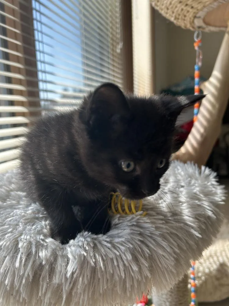 A baby medium-sized female Black Domestic Short Hair cat named Dunes for adoption in Clinton Township, MI