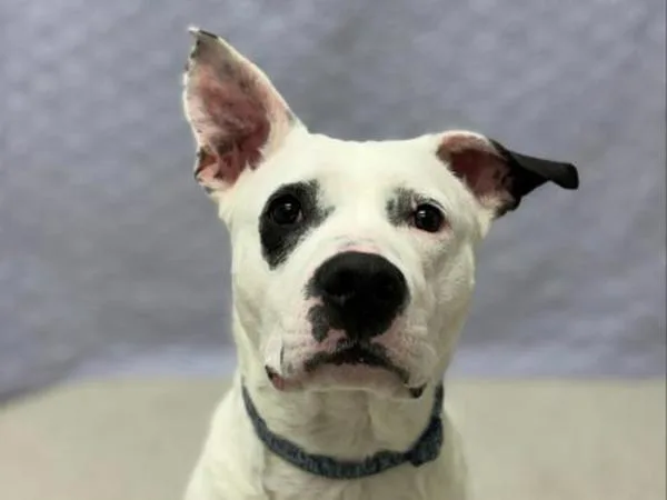 An adult large-sized female Pit Bull Terrier dog named Sweetie for adoption in Portland, OR