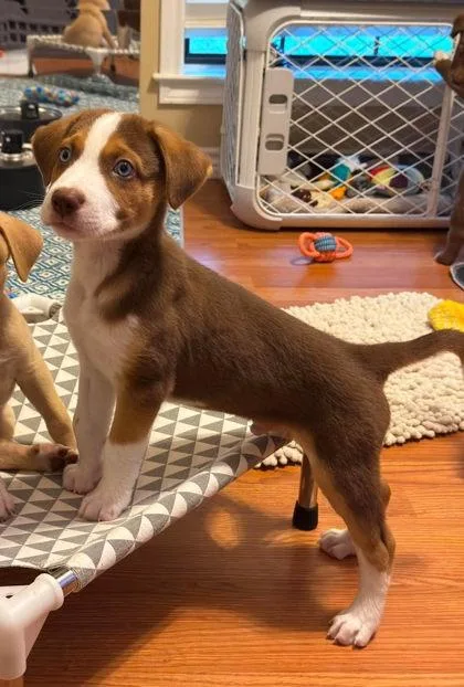 A baby large-sized male German Shepherd Dog dog named Latte for adoption in Morton Grove, IL