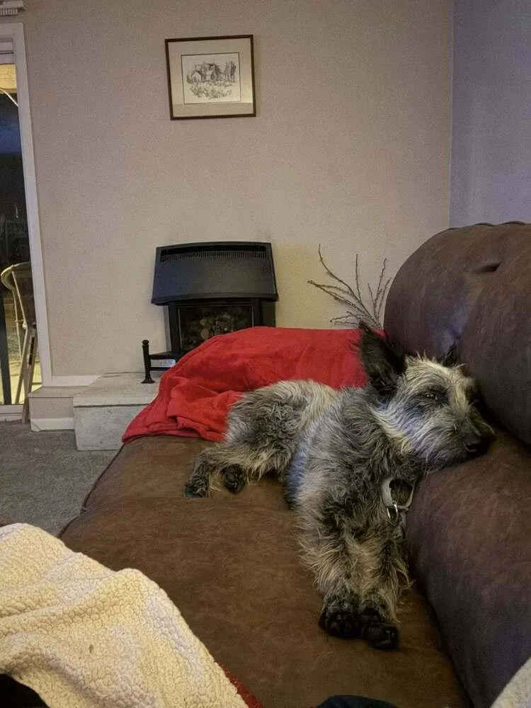 An adult medium-sized male Gray / Blue / Silver Bouvier des Flandres dog named Scottish for adoption in Littleton, CO