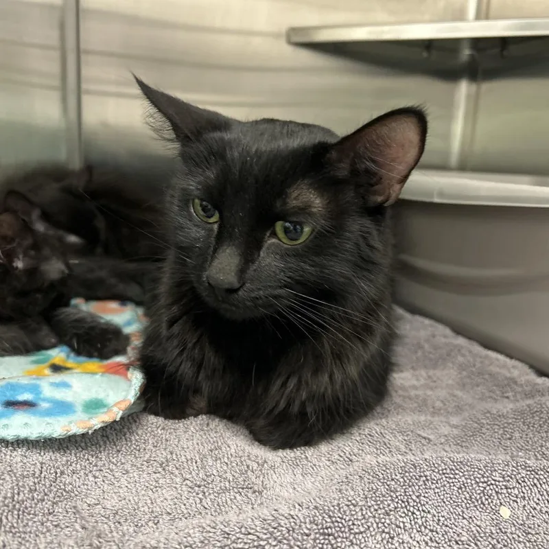 A young medium-sized female Black Domestic Medium Hair cat named HACCStray for adoption in Henderson, NV
