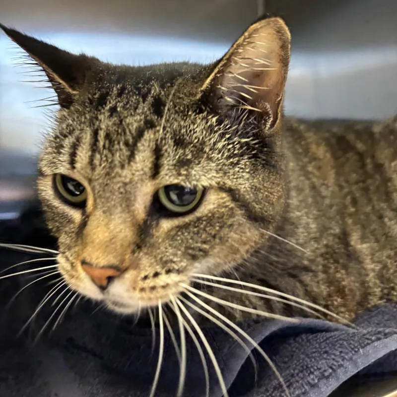 Penelope thumbnail 2