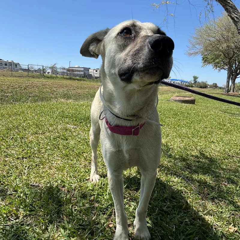 Julienne thumbnail 3