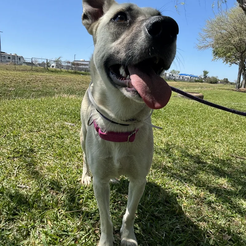 Julienne thumbnail 5