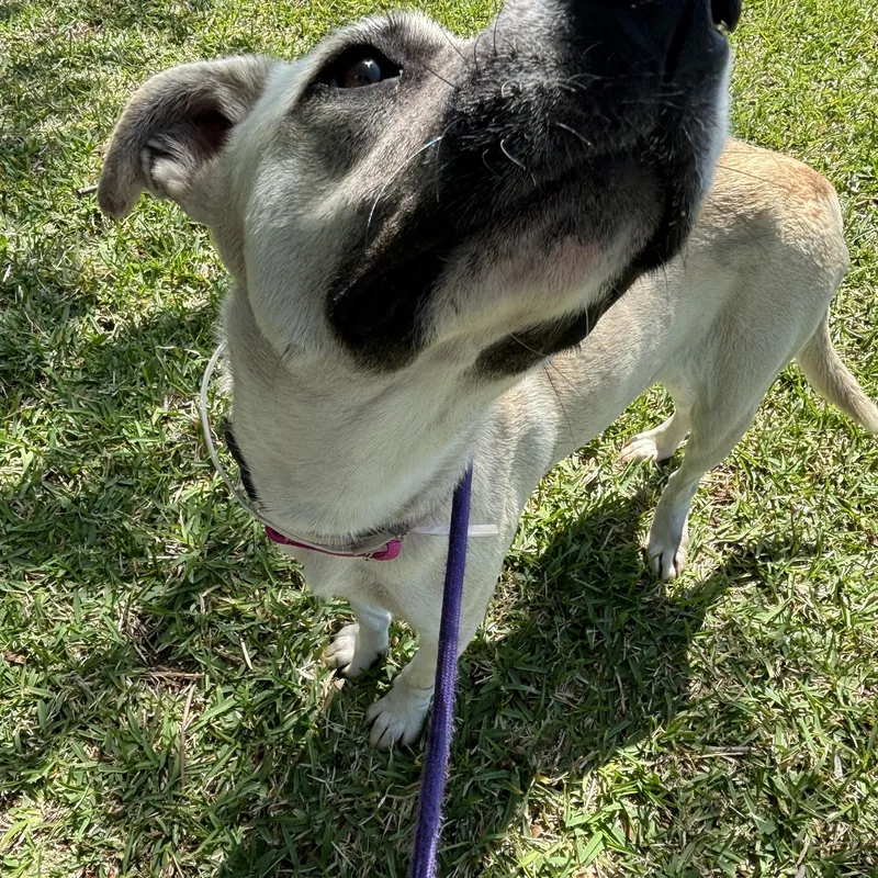 Julienne thumbnail 6