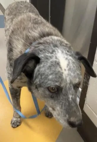 An adult medium-sized male Australian Cattle Dog / Blue Heeler dog named Dually for adoption in San Luis Obispo, CA