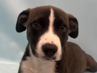 A baby large-sized female Border Collie dog named Pepper for adoption in Golden Valley, MN