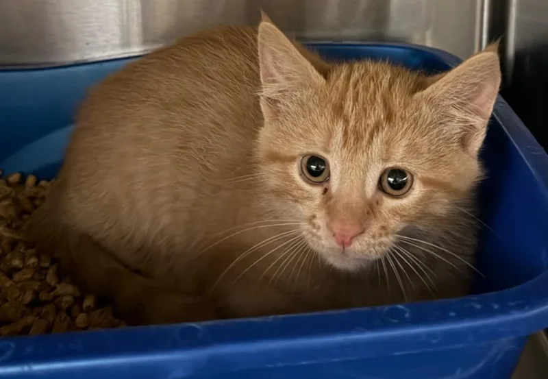 A baby small-sized male Domestic Short Hair cat named Sudafed for adoption in Ocala, FL
