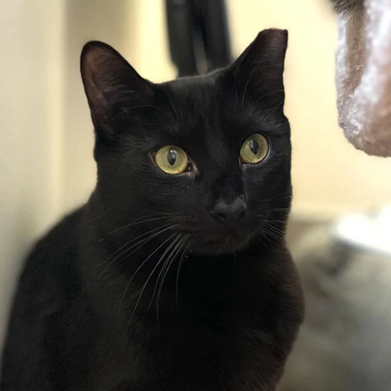 A young small-sized male Domestic Short Hair cat named Obsidian for adoption in Port Washington, NY