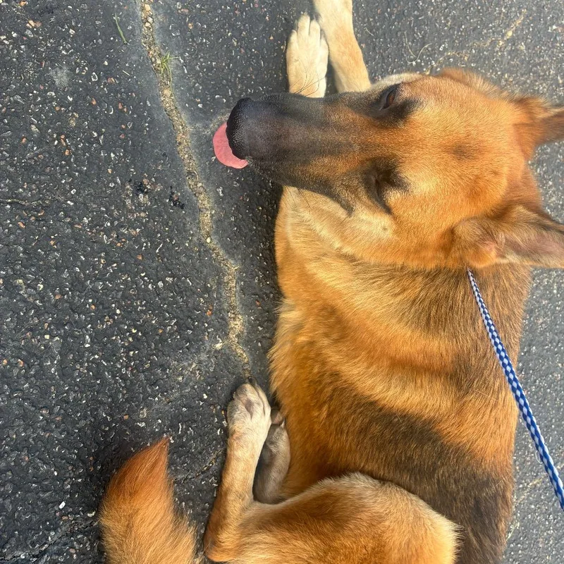 An adult large-sized male Brown / Chocolate Shepherd dog named Richie for adoption in Montgomery, AL