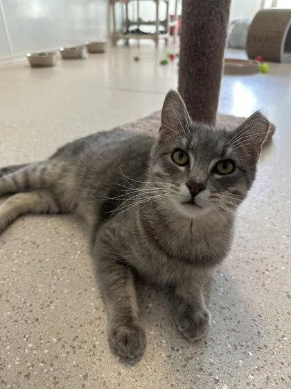 A baby medium-sized male Domestic Short Hair cat named Fresh Avocado for adoption in Winona, MN