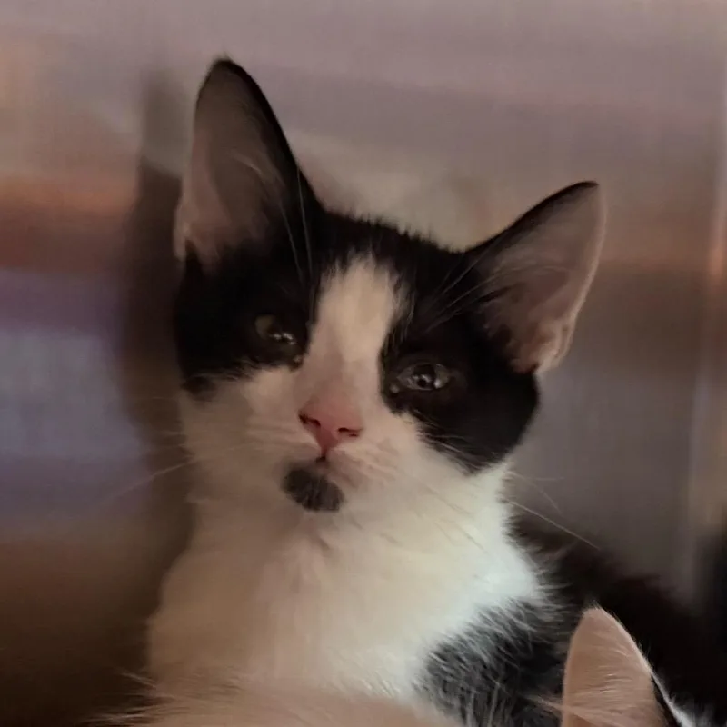 A baby small-sized male Black Domestic Short Hair cat named Igor for adoption in Cedaredge, CO