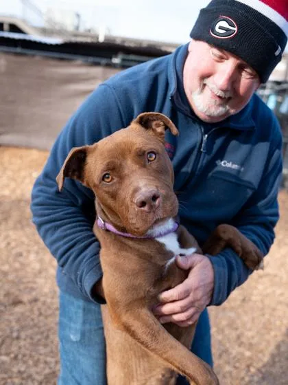 An adult large-sized female Mixed Breed dog named Brianna for adoption in Chamblee, GA