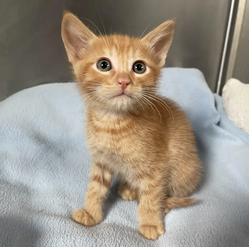 A young small-sized male Orange / Red Domestic Short Hair cat named Peter for adoption in Lathrop, CA
