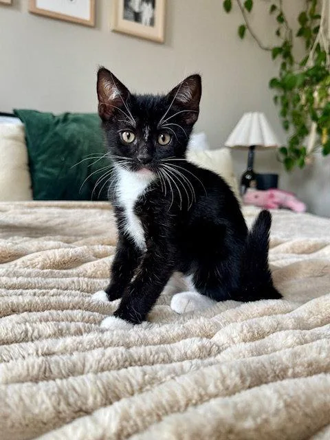 A baby small-sized female Black & White / Tuxedo Domestic Short Hair cat named Beijing for adoption in Philadelphia, PA
