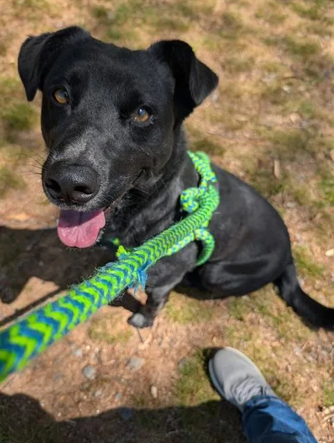 An adult medium-sized male Australian Cattle Dog / Blue Heeler dog named Elroy for adoption in Clyde, NC