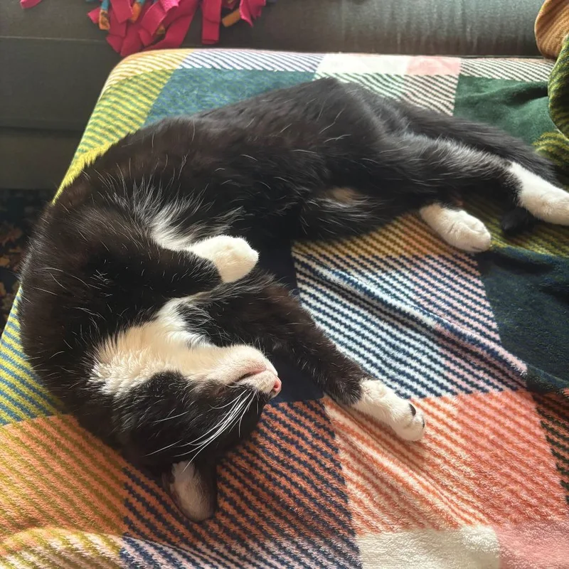 A senior medium-sized female Black Domestic Short Hair cat named Luna for adoption in Chicago, IL