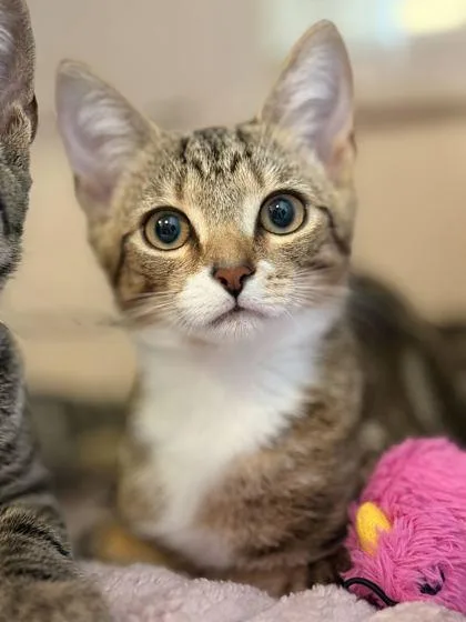 A baby small-sized male Brown / Chocolate Domestic Short Hair cat named Cinnamon for adoption in Fernandina Beach, FL