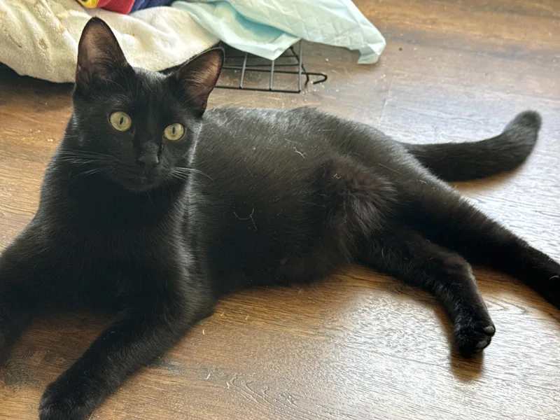 A young small-sized female Black Domestic Short Hair cat named Karma for adoption in Canton, MA