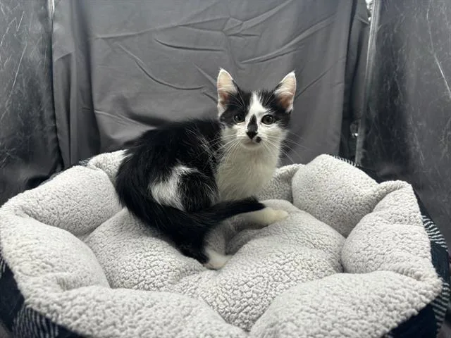An adult small-sized male Domestic Short Hair cat named Doug for adoption in Appling, GA