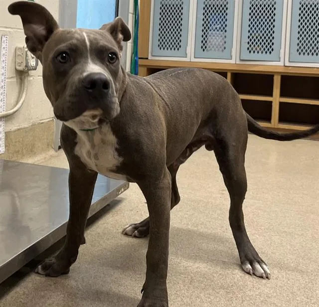 A young medium-sized male American Staffordshire Terrier dog named Dobby for adoption in Grand Prairie, TX