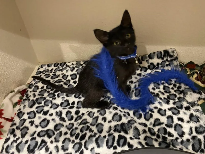 A baby small-sized male Black Domestic Short Hair cat named Charcoal for adoption in Aurora, CO
