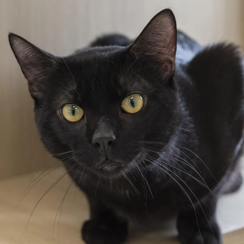 A young medium-sized male Black Domestic Short Hair cat named Miki for adoption in Pontiac, MI