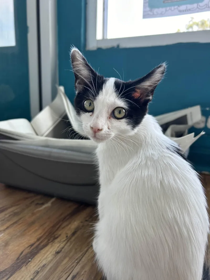 A baby small-sized female Domestic Short Hair cat named Pearl Krabs for adoption in La Jolla, CA