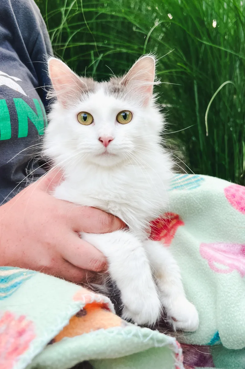 A young medium-sized female White Domestic Long Hair cat named Blossom for adoption in Howell, MI