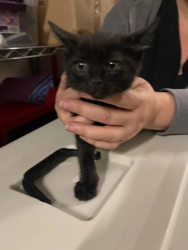 A baby small-sized female Domestic Short Hair cat named Lyra for adoption in Thousand Oaks, CA